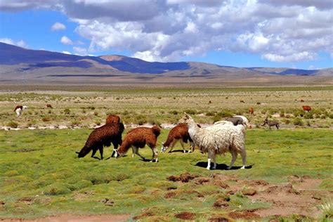 Pampa una Storia di Amore e Avventura tra le Montagne Argentinine!